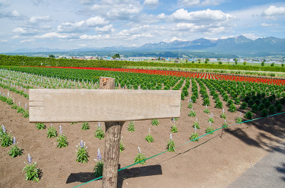 Blank guide post in the flower field