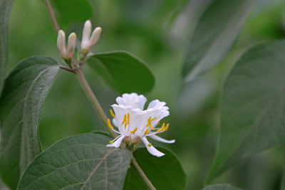 金银花在树上