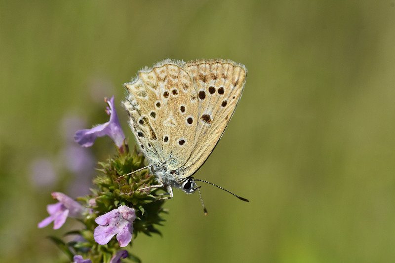 Polyommatus daphnis, Meleager’s blue，是一种灰蝶科蝴蝶