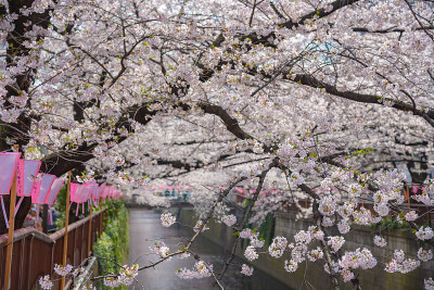 日本东京目黑河的樱花盛开季节