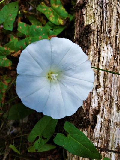 一种不知名的月花或牵牛花的白色花