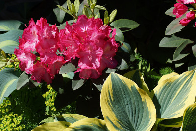 绿色背景上有红花。花园里的杜鹃花和寄主。