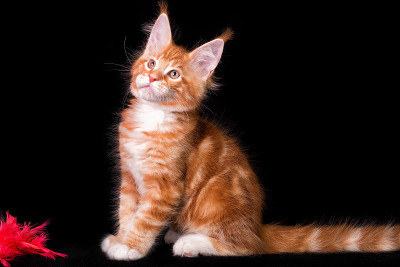 黑色背景上的缅因猫。