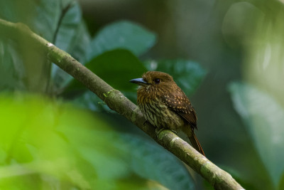 白留胡须的puffbird