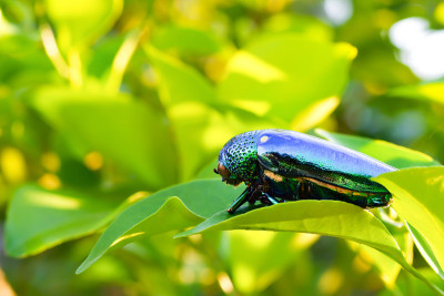 宝石甲虫(Buprestidae)上的水滴是甲虫的一个家族，美丽的昆虫翅膀闪亮的颜色像宝石来自泰国的