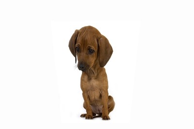 罗得西亚脊背犬，3个月大的小狗坐在白色背景