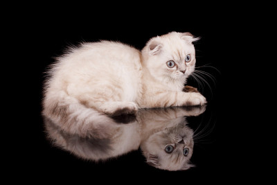 小猫