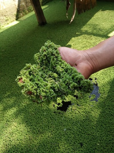 鸭杂草