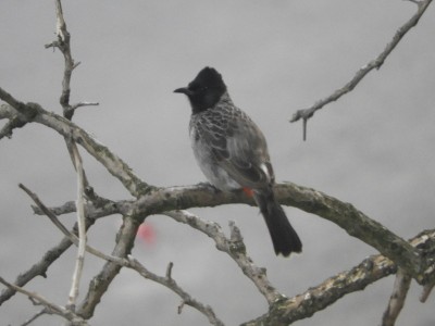 Birds of Pune
