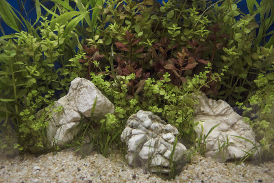 种淡水水族馆