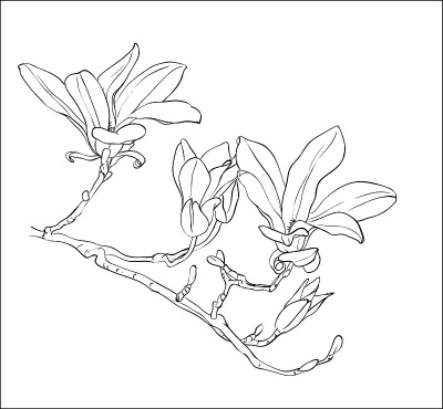 手绘木兰花