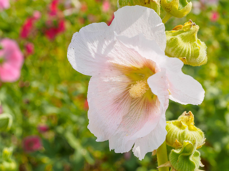 芙蓉在田野里