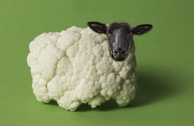 肉丸与雾