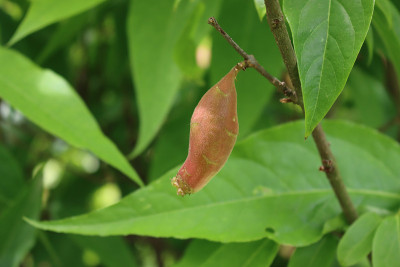 夏天，梅花的红色果实在树枝上
