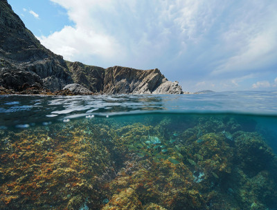 岩石海岸和水下地中海鱼类