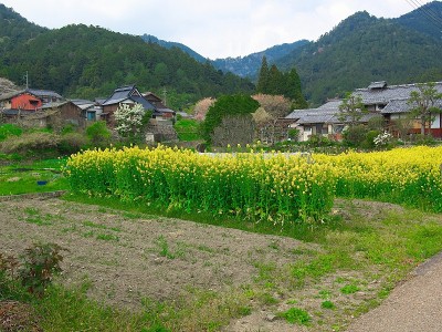 日本landscape657canola花