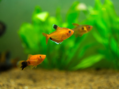 在一个鱼缸里的tetra serpae