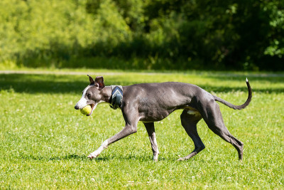 犬种猎犬