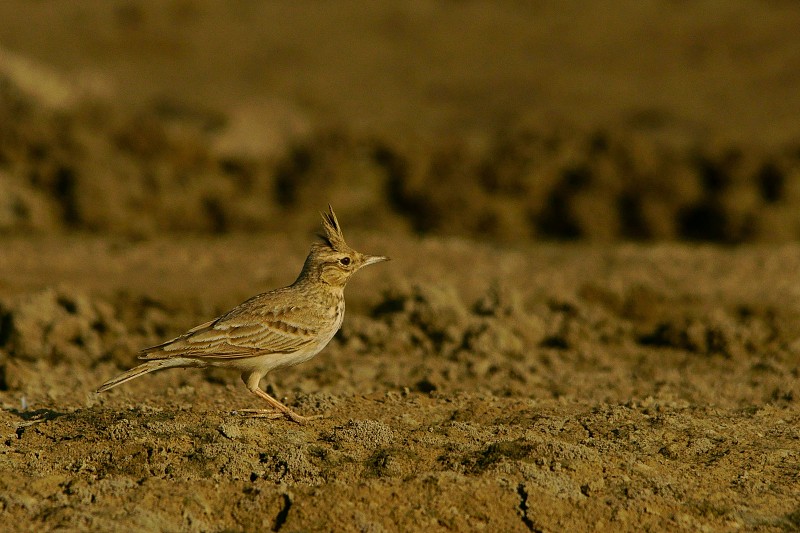 Crested Lark / Galerida cristata