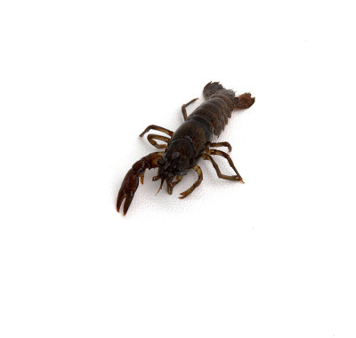 退缩者