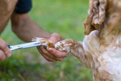 在自然界中，西班牙猎犬爪子梳理狗指甲。在绿色的背景上。给狗剪指甲
