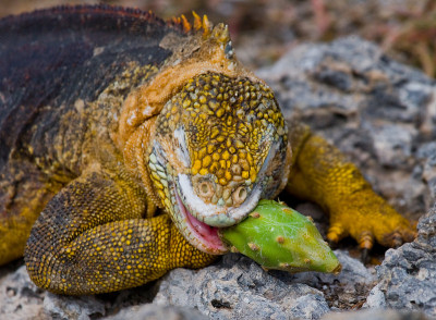 The land iguana eats a cactus.