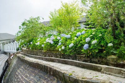 植物覆盖的阳台