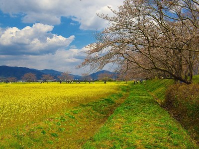 日本园林637花园