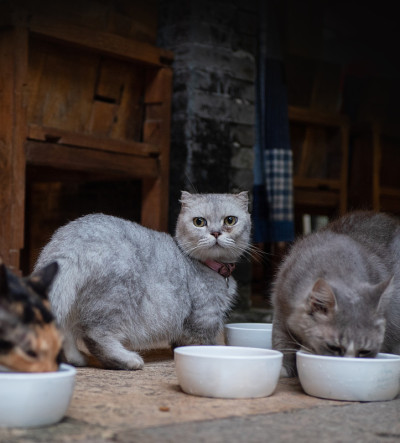 三只猫正在吃碗里的东西