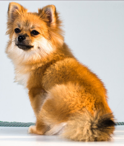 博美犬可爱的宠物快乐