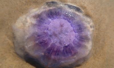 水母