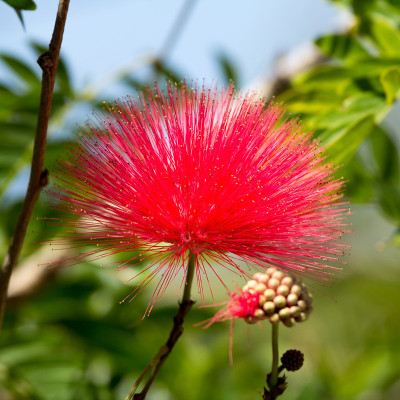 粉扑花
