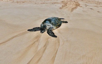 夏威夷绿海龟/绿海龟
