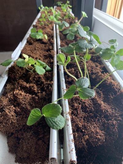 草莓在Aquaponics”