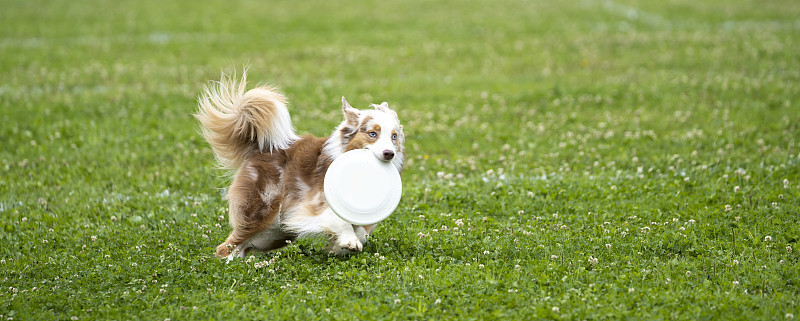 Dogwith飞盘
