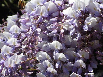 可爱的日本紫藤花2019