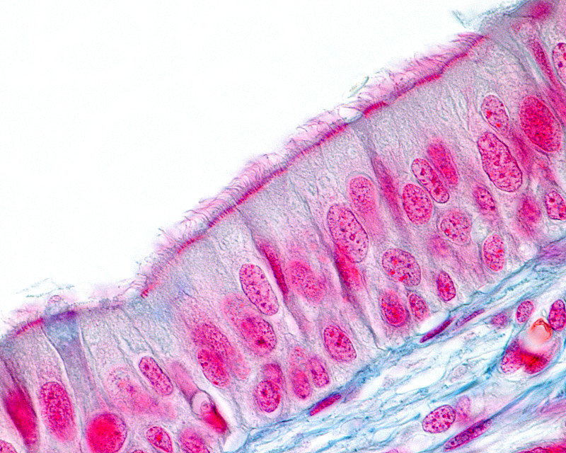 纤毛pseudostratified上皮