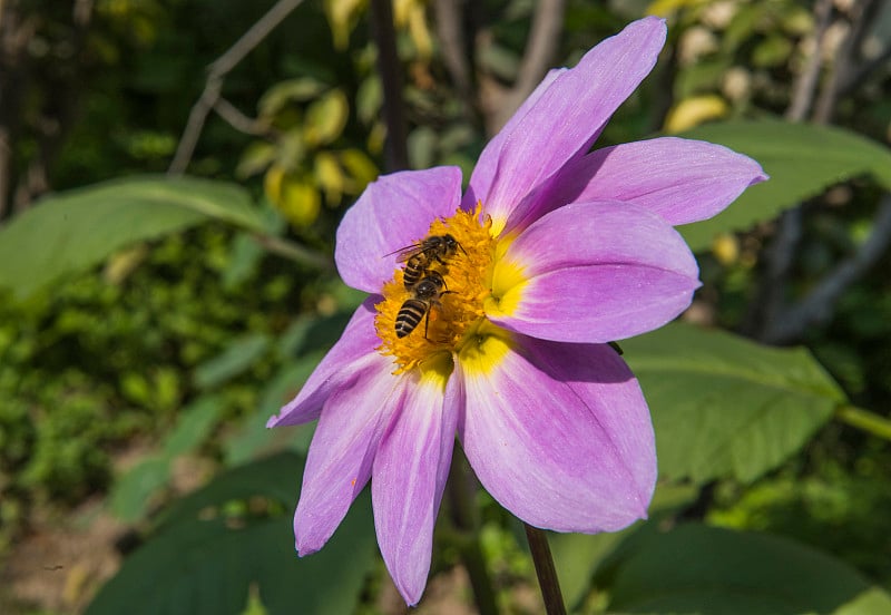 一对蜜蜂