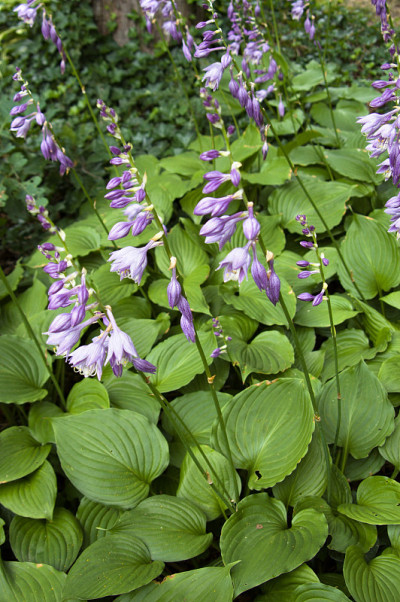 布鲁姆Hosta