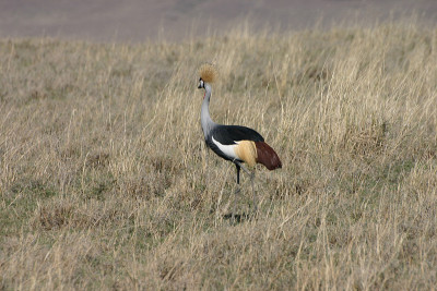 灰冠鹤(Balearica regulorum)，恩戈罗戈罗火山口，坦桑尼亚，非洲