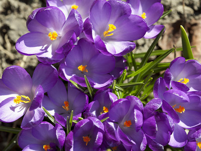 紫色crocusses