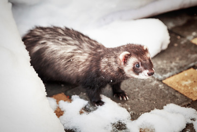 Mustela putorius furo，在雪地里行走