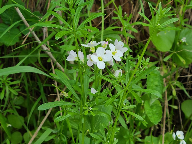 草甸水芹白色的花，干溪区域公园，海沃德，加州