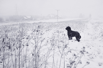 雪中的法国牧羊犬