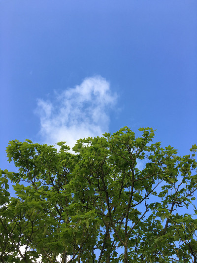2018年5月，小梧桐树开花