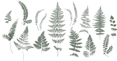 _NaturaLEAVES
