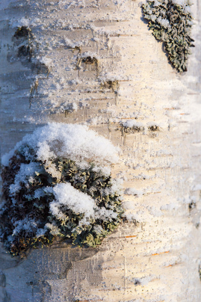 雪地里的桦树树皮。
