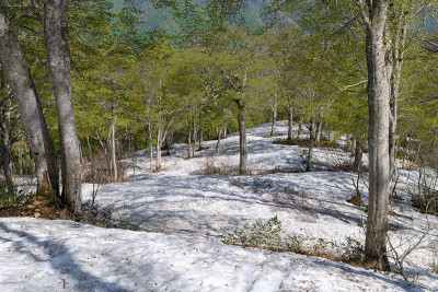 碧绿的日本爱竹山毛榉林
