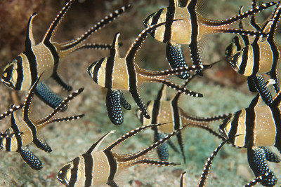 Banggai Cardinalfish