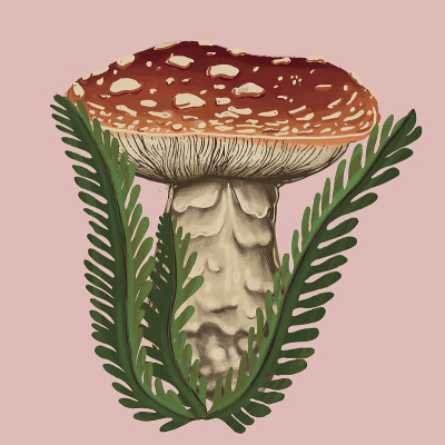 蘑菇
